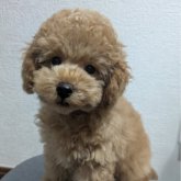 トイプードル(トイ)