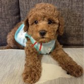 トイプードル(トイ)