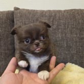 チワワ(ロング)