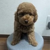 トイプードル(トイ)