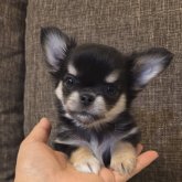 チワワ(ロング)