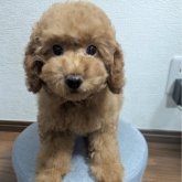 トイプードル(トイ)