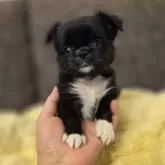 チワワ(ロング)【東京都・男の子・2025年9月30日・ブラック&ホワイト】の写真3