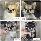 チワワ(ロング)【東京都・女の子・2025年7月13日・フォーン】の写真6