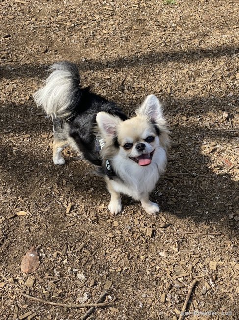 チワワ(ロング)【・女の子・2023年3月18日・ブラック&amp;クリーム】