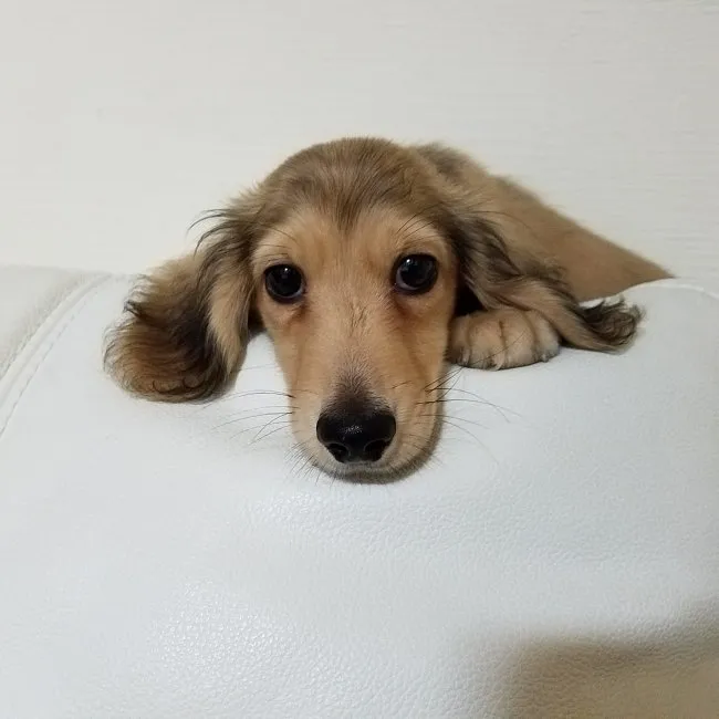 ID：1608-01905の子犬