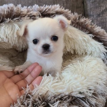 チワワ(ロング)【東京都・男の子・2023年7月4日・ホワイト】の写真「保障手厚、親戚会開催、ゆりかごから虹の橋まで交流」