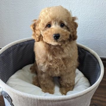 トイプードル(トイ)【東京都・男の子・2023年6月29日・レッド】の写真「ゆりかごから虹の橋までのお付き合い。親戚会の開催」