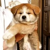 秋田犬