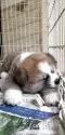 秋田犬【岡山県・男の子・2025年3月5日・赤毛】の写真3