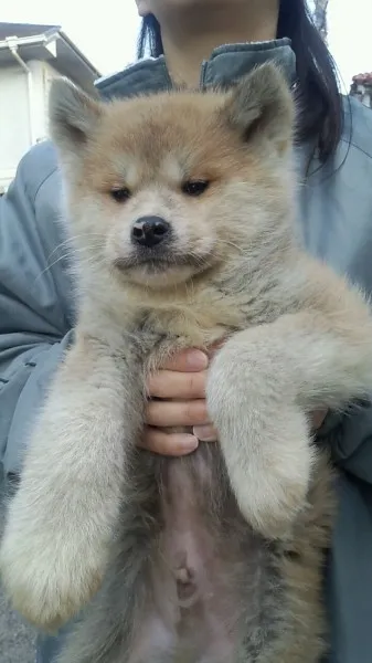 ID:1305-00172の子犬