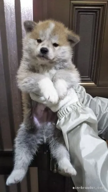 ID:1902-00664の子犬