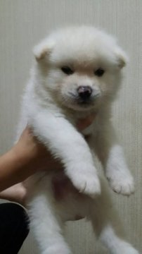 秋田犬【岡山県・男の子・2015年9月18日・白毛】の写真「秋田犬の白毛男の子です。」