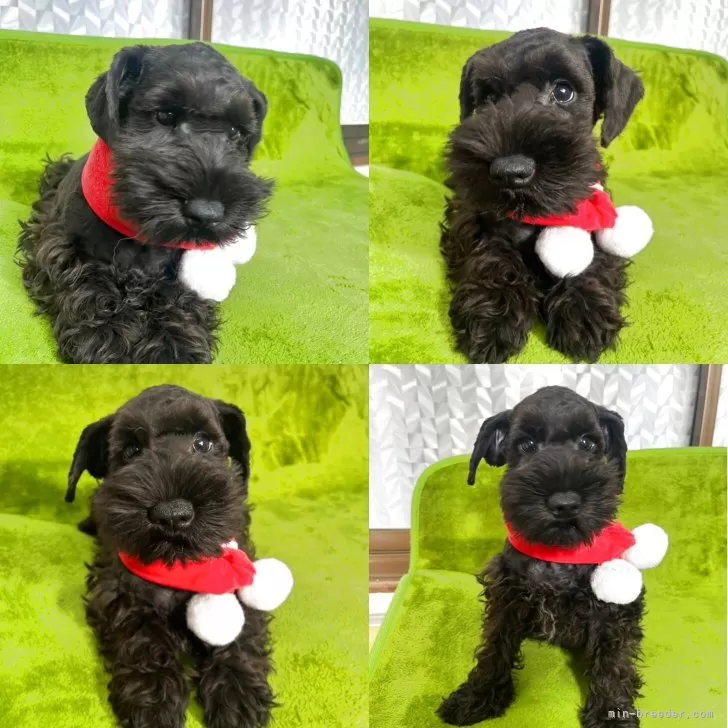 ミニチュアシュナウザー【神奈川県・男の子・2025年8月28日・ブラック】の写真1