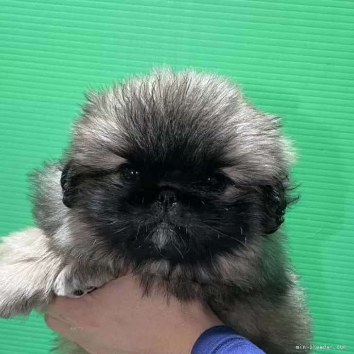 ID：2411-05769の子犬