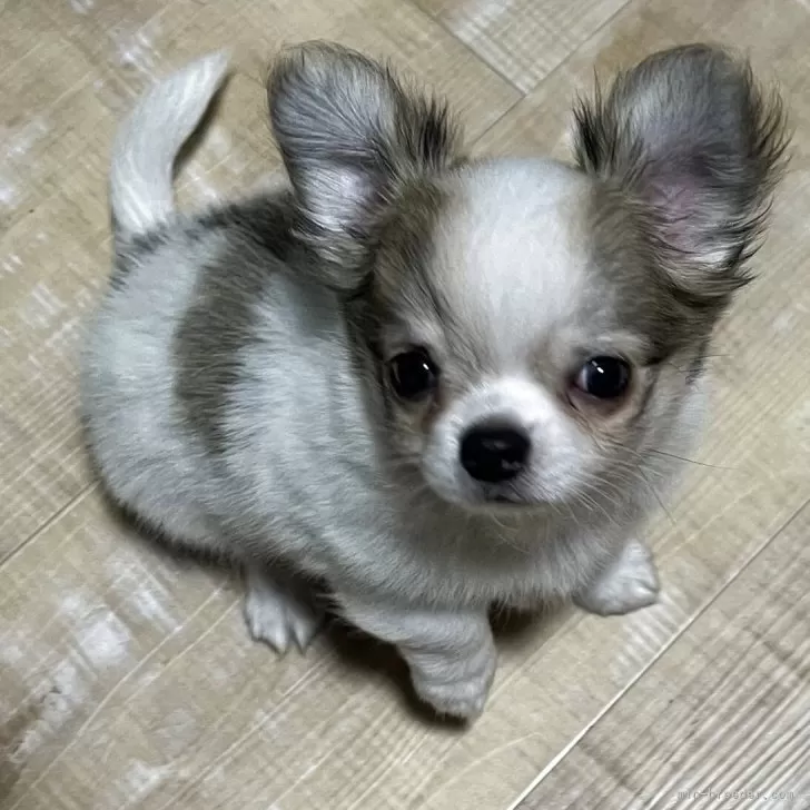 ID：2508-01077の子犬