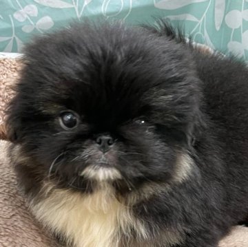 ペキニーズ【神奈川県・女の子・2025年9月17日・ブラック】の写真「おっとりな性格
可愛いベビーフェイス」