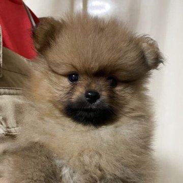 ポメラニアン【神奈川県・男の子・2025年5月25日・オレンジ】の写真「血統のいい子
明るい性格です」