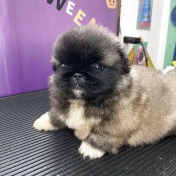 ペキニーズ【神奈川県・男の子・2025年9月15日・フォーン】の写真「おっとりな性格
可愛いベビーフェイス」