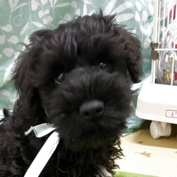 ミニチュアシュナウザー【神奈川県・男の子・2025年8月28日・ブラック】の写真「人懐っこい子」