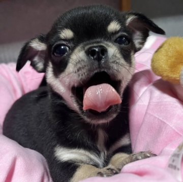 チワワ(スムース)【神奈川県・男の子・2025年4月13日・ブラックタン】の写真「めちゃ可愛いスムチ」