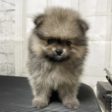 ポメラニアン【神奈川県・女の子・2025年7月14日・ウルフセーブル】の写真「優しい性格の子です。」