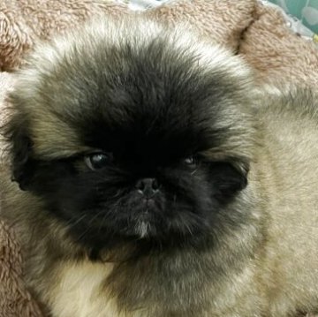 ペキニーズ【神奈川県・男の子・2025年9月17日・フォーン】の写真「おっとりな性格
可愛いベビーフェイス」