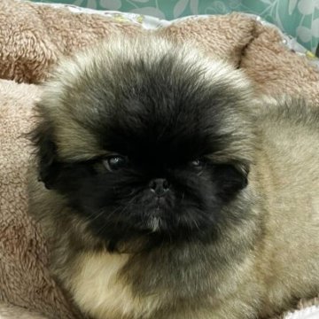 ペキニーズ【神奈川県・男の子・2025年9月17日・フォーン】の写真「おっとりな性格
可愛いベビーフェイス」