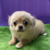 チワワ(ロング)