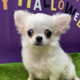 チワワ(ロング)