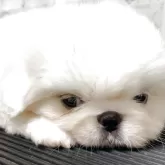 ペキニーズ
