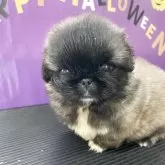 ペキニーズ【神奈川県・男の子・2025年9月15日・フォーン】の写真2