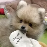 ポメラニアン【神奈川県・男の子・2025年9月10日・ウルフセーブル】の写真2