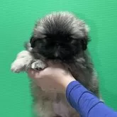 ペキニーズ【神奈川県・女の子・2024年10月25日・フォーン】の写真4