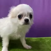 チワワ(ロング)【神奈川県・女の子・2025年6月23日・ホワイトクリーム】の写真5