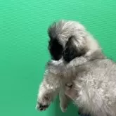 ペキニーズ【神奈川県・女の子・2024年10月25日・フォーン】の写真9