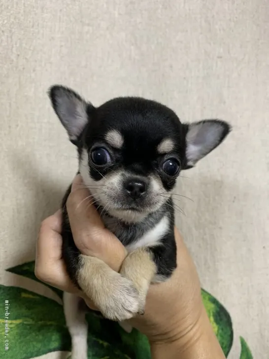 ID：2010-02281の子犬