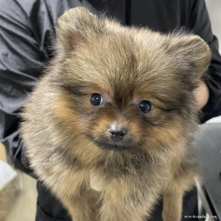ID：2303-00538の子犬