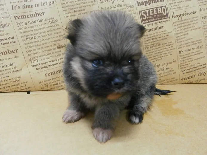 ID:1310-00376の子犬