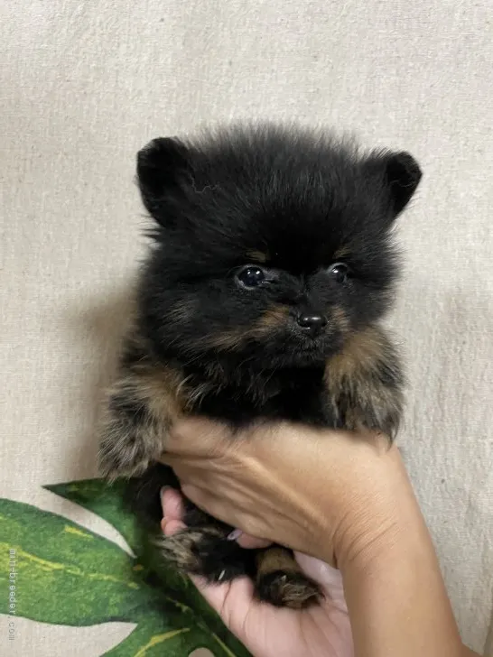 K.O 様のお迎えした子犬