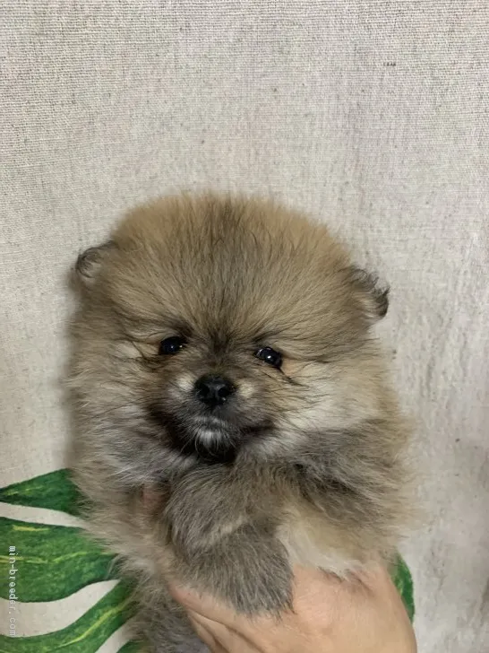 ID：2103-02042の子犬