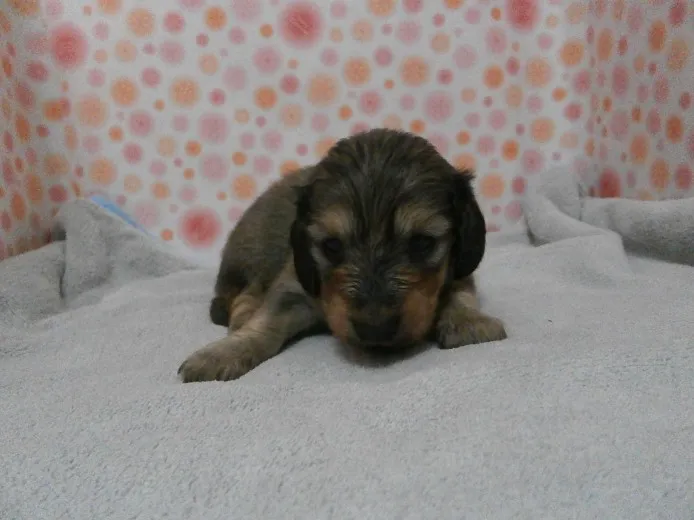 ID：1304-00165の子犬