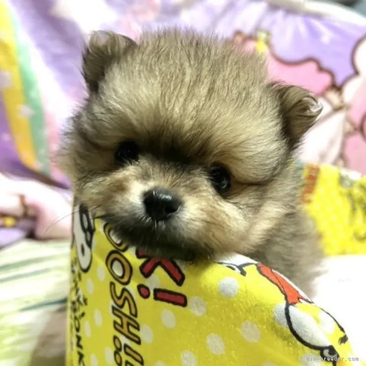 ID：2310-06976の子犬