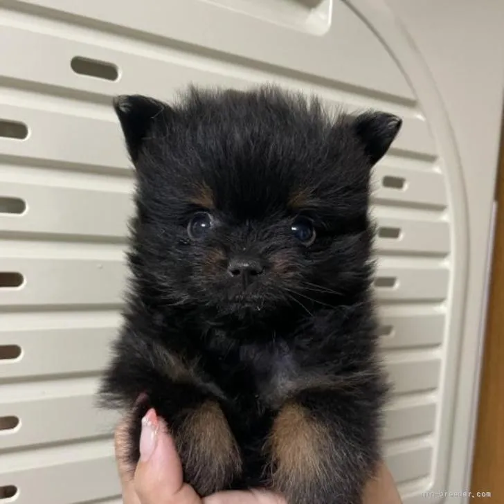 もがさん 様のお迎えした子犬