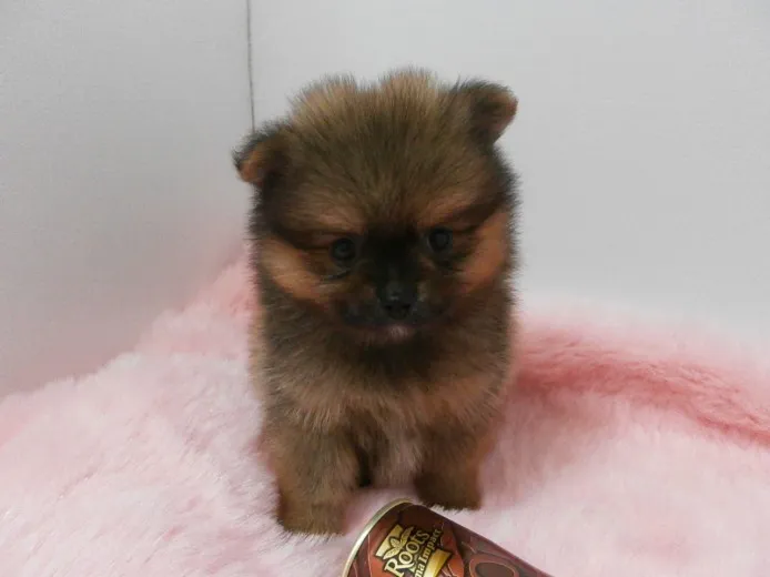 ID:1311-00018の子犬