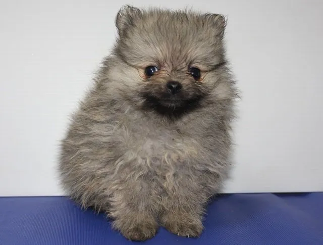 ID：1504-01080の子犬