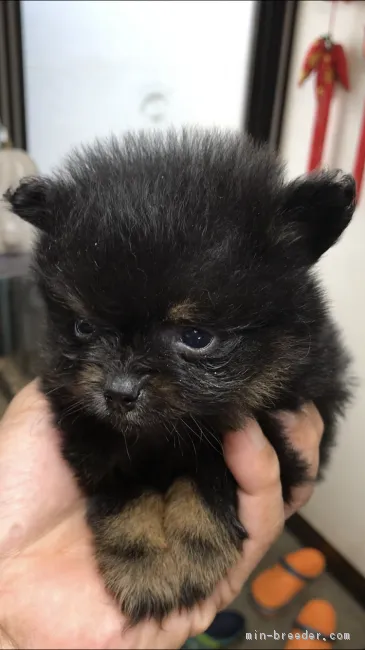 ID:1808-01202の子犬