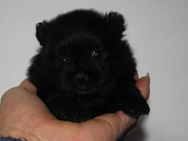 ID：1504-00680の子犬