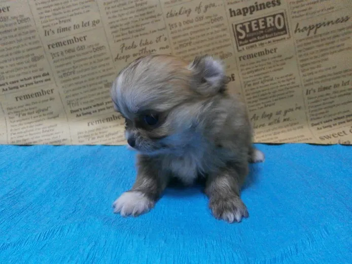 ID：1311-00380の子犬