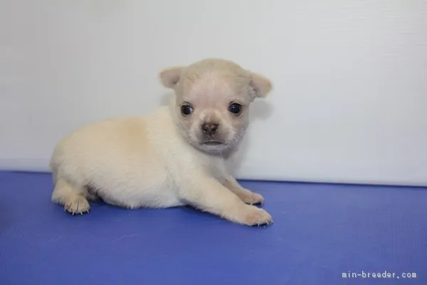 ID:1605-00106の子犬